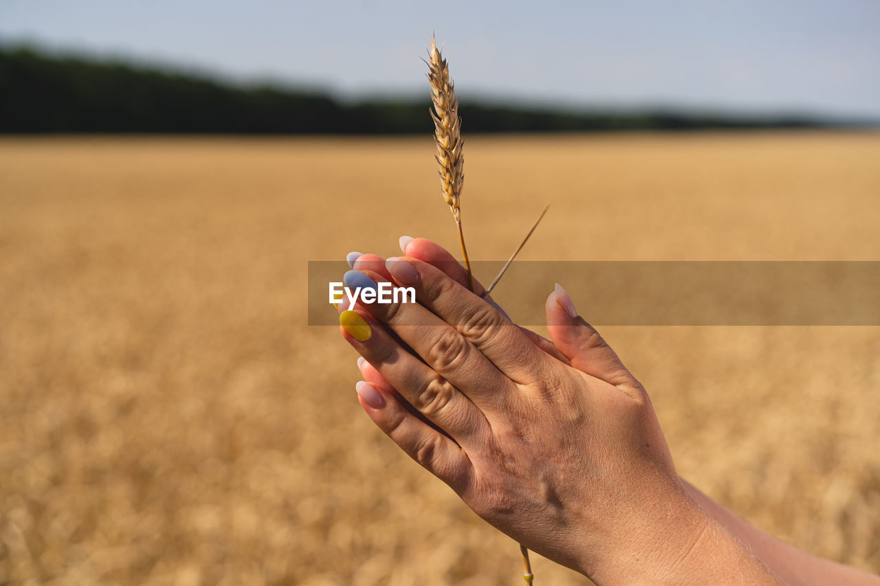 Woman holds ear of wheat against the background of field with a manicure in the colors of ukraine