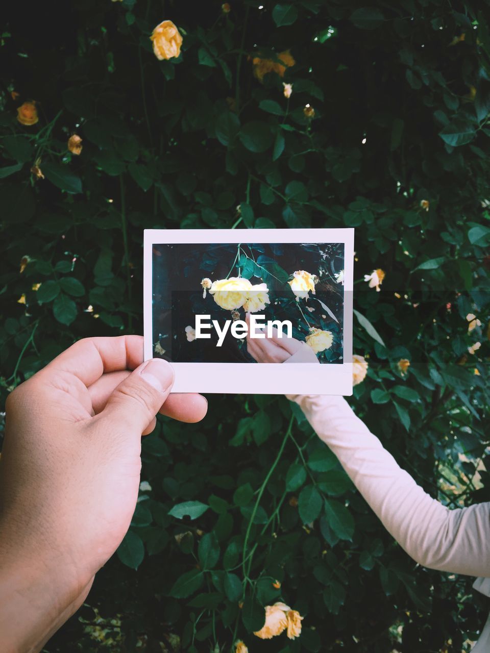 Cropped hand of person holding photograph against friend touching flower