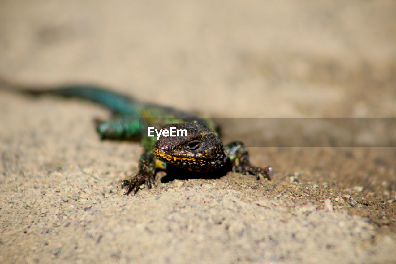 Close-up of lizard looking away