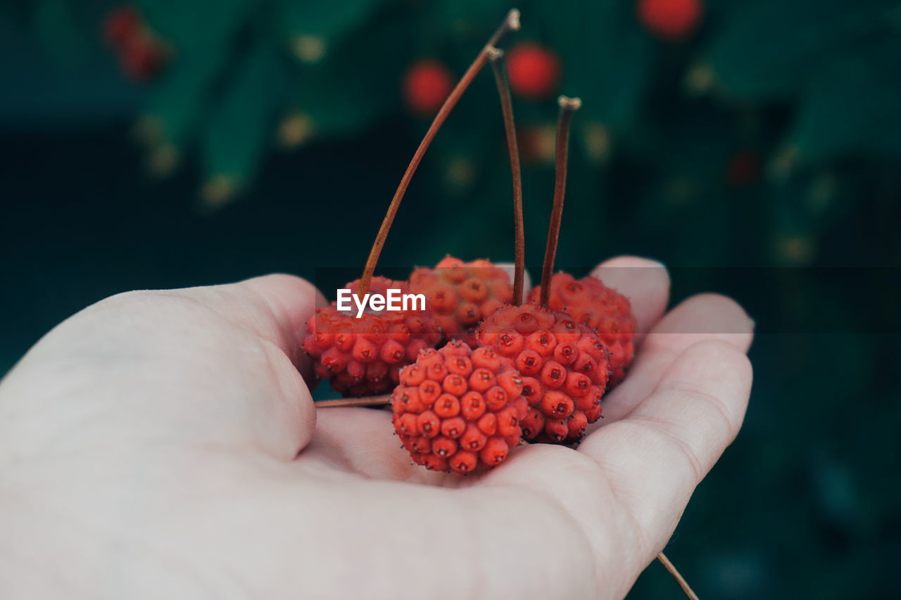 Cropped hand holding berry fruits