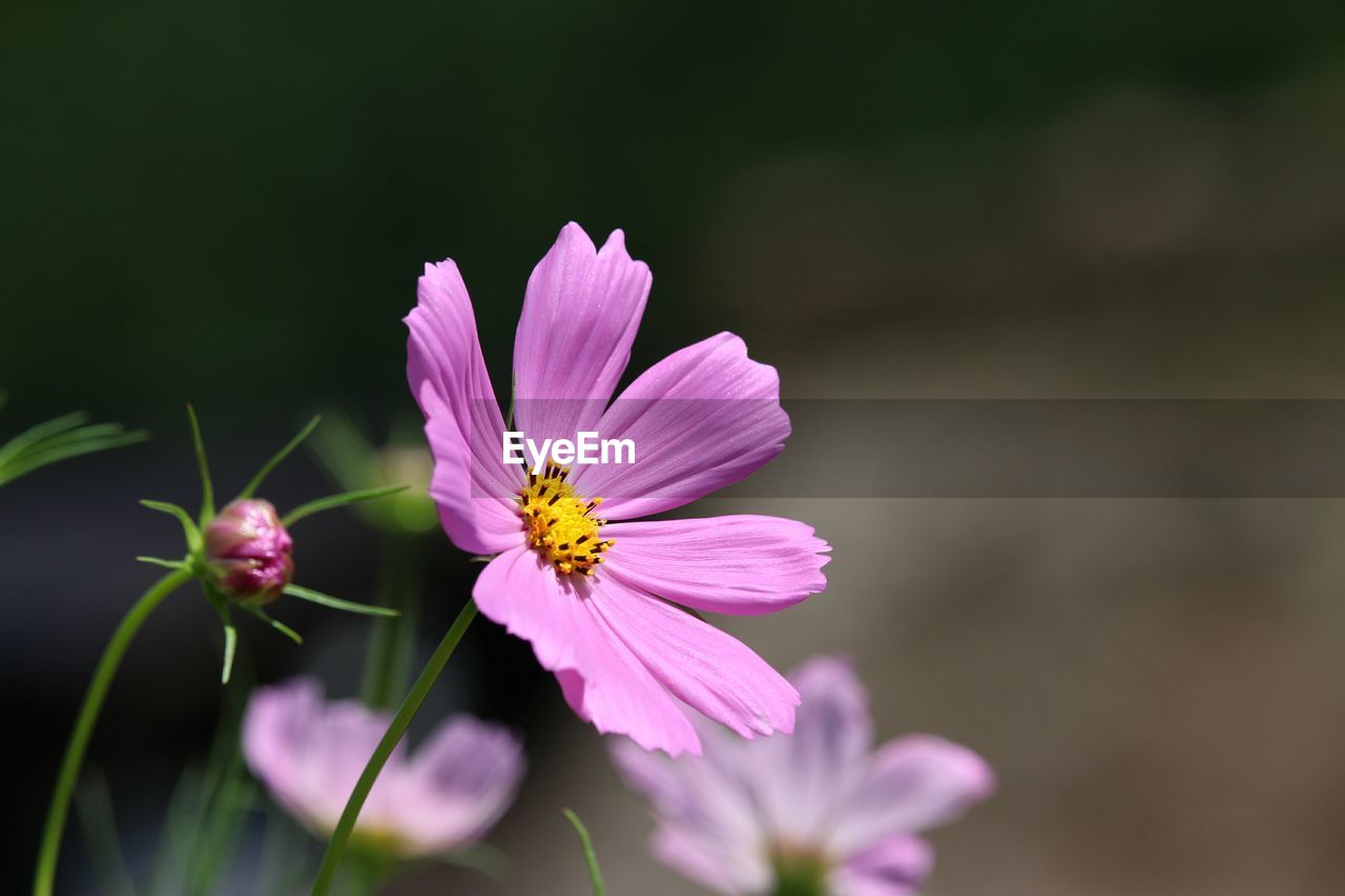 Close-up of pink flowers