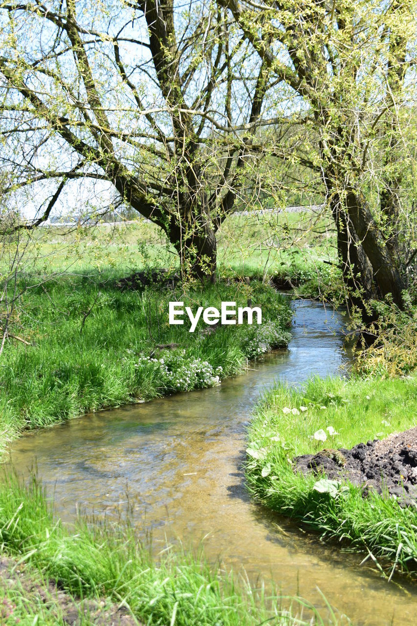 SCENIC VIEW OF RIVER IN FOREST