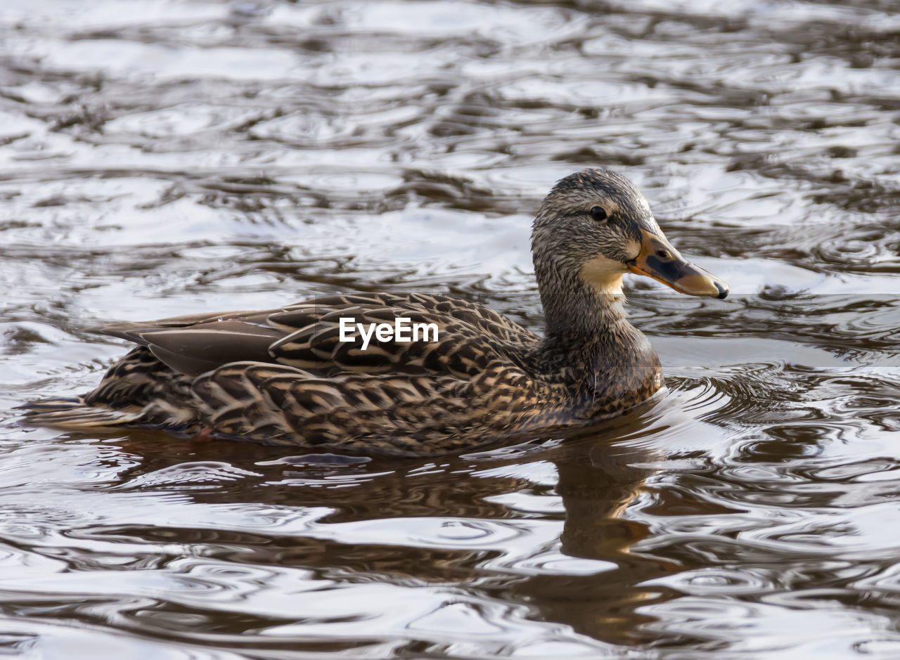 DUCK SWIMMING IN LAKE