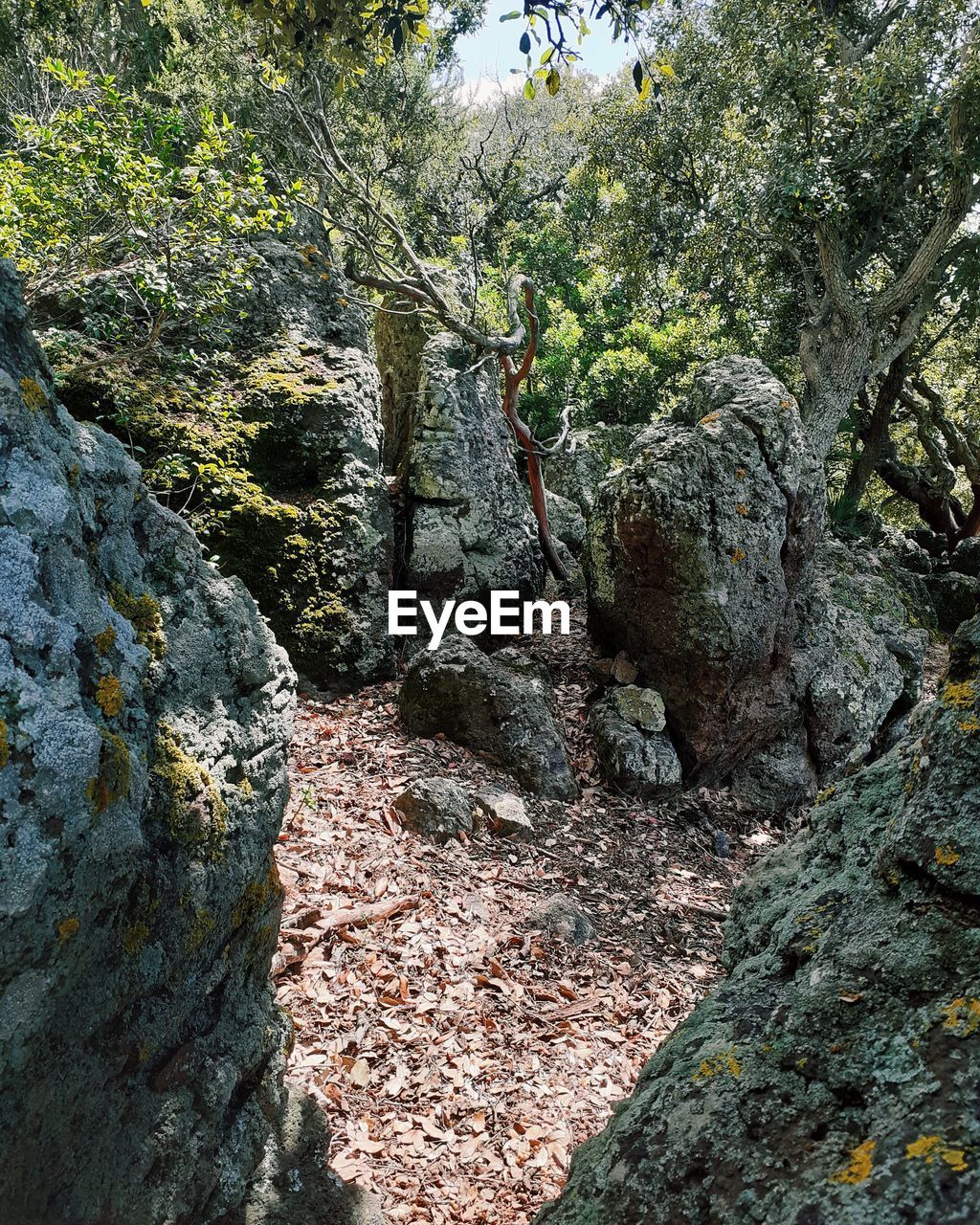 PLANTS GROWING ON ROCK