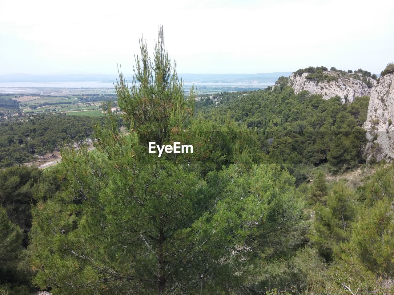 PLANTS GROWING ON LAND AGAINST SEA