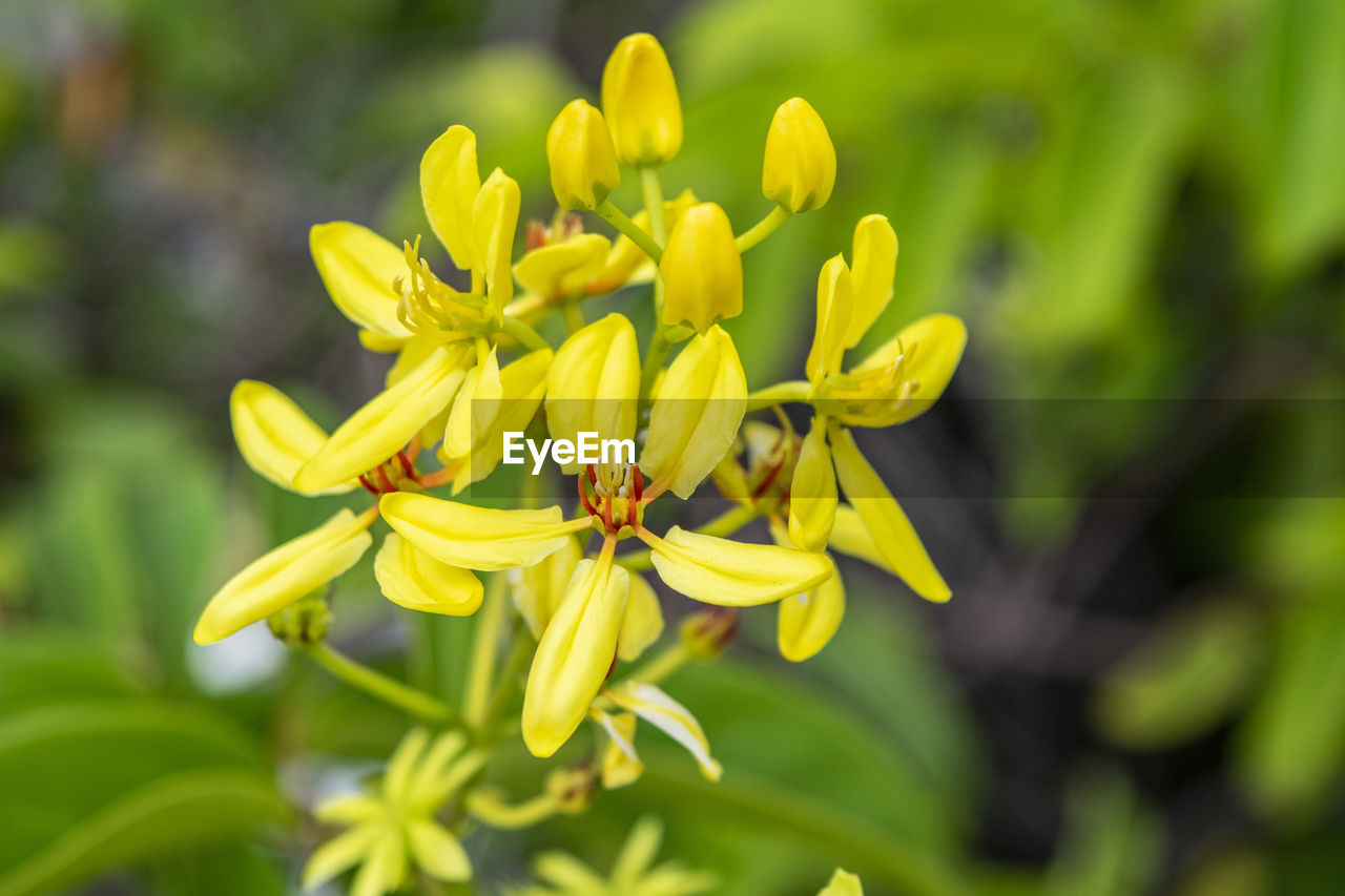 Close-up of yellow flowering plant