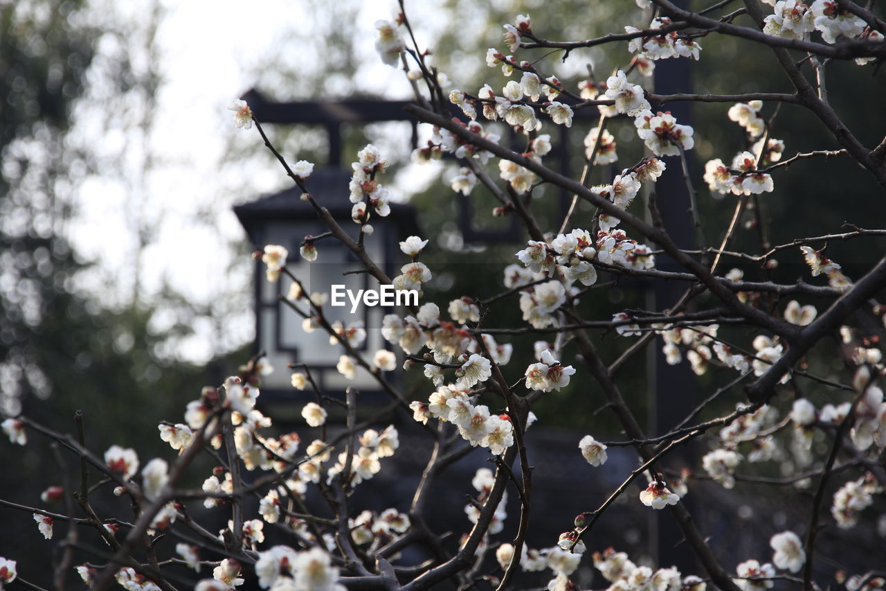 Close-up of apple blossoms in spring