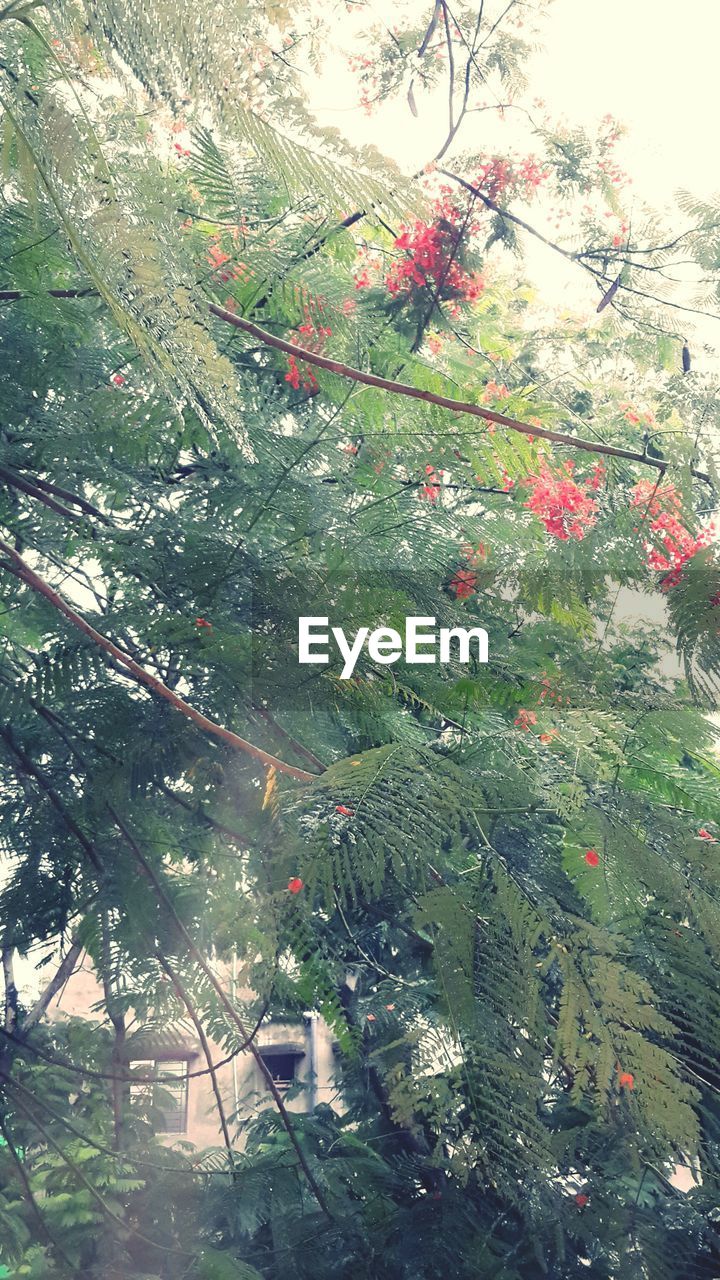 PLANTS GROWING ON TREE TRUNK