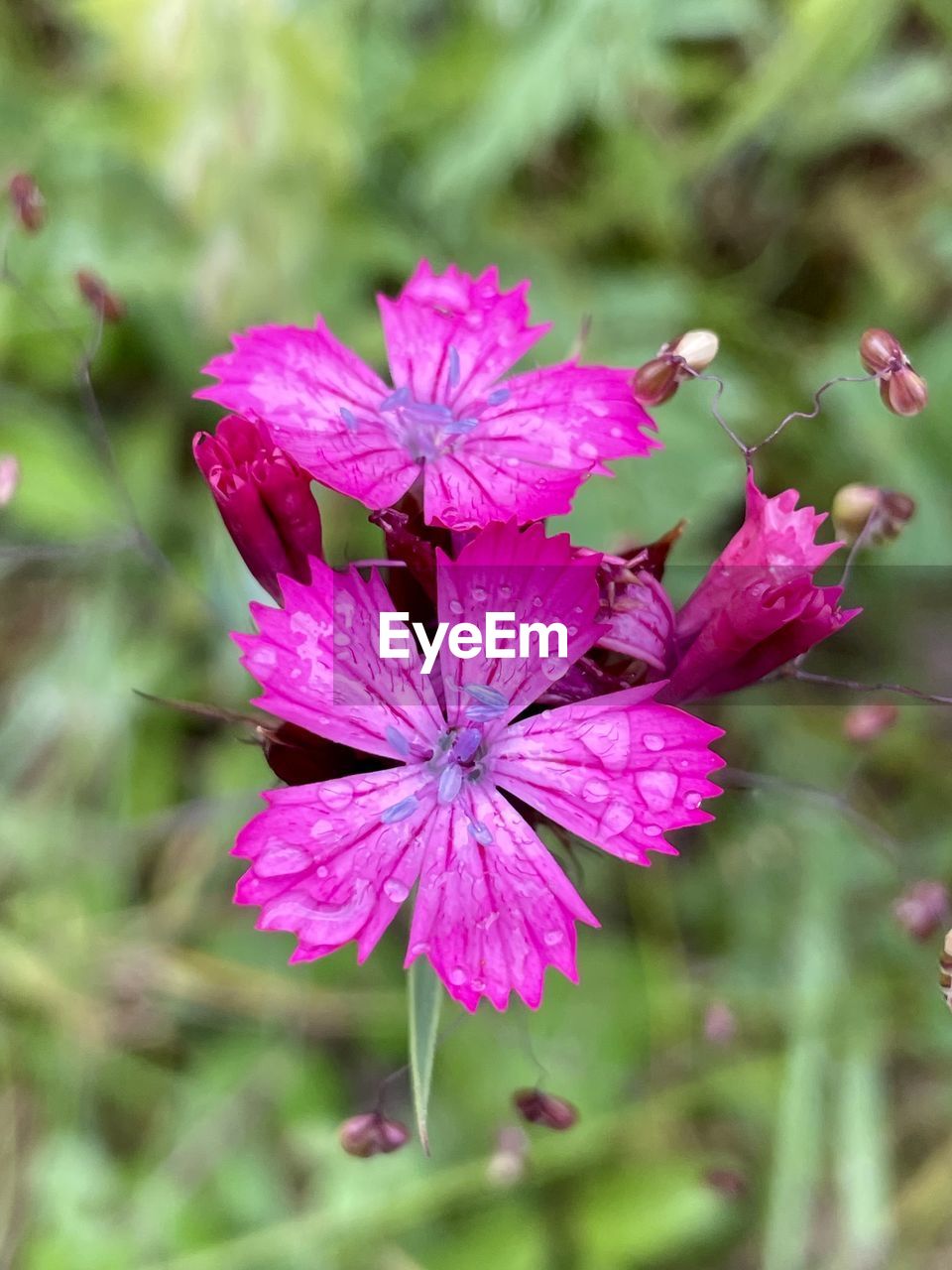 Close-up of wet pink flowering plant