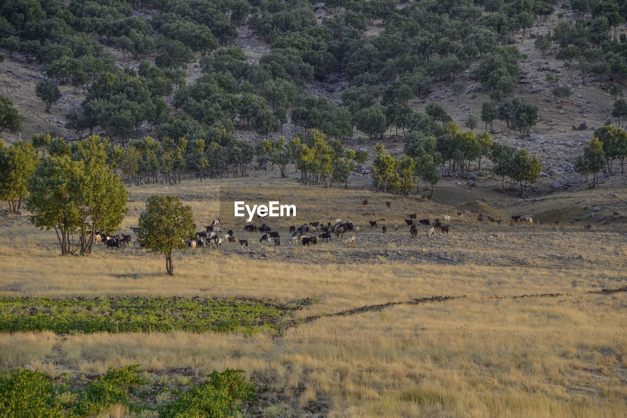 FLOCK OF SHEEP ON FIELD