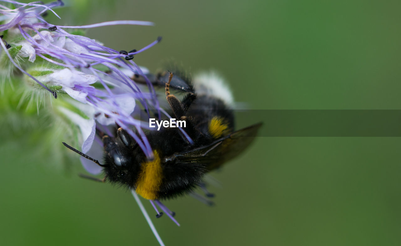 Close-up of bee on purple flower