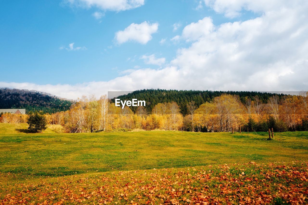 Trees on field against sky