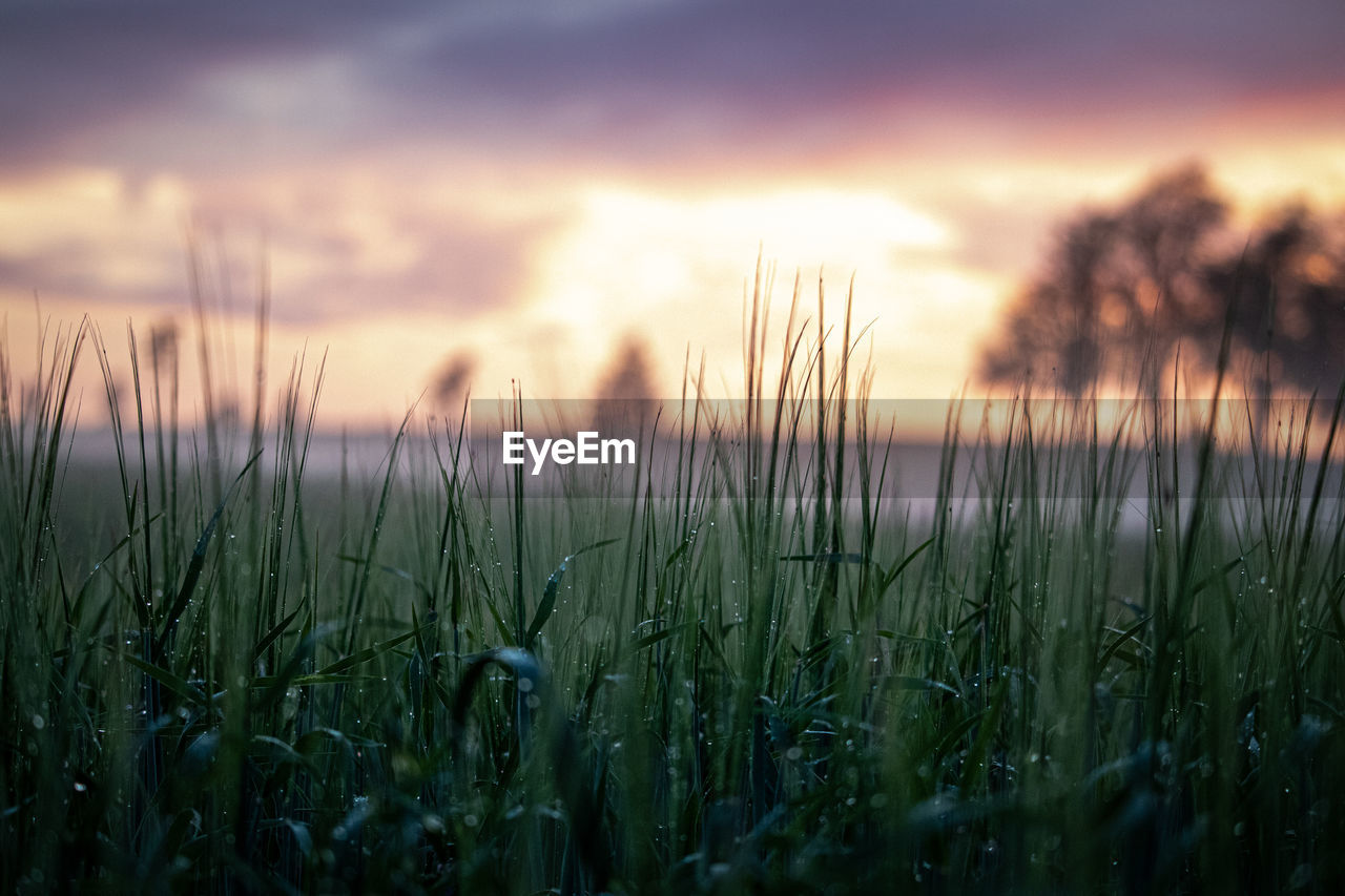 Close-up of crops growing on field against sky during sunset