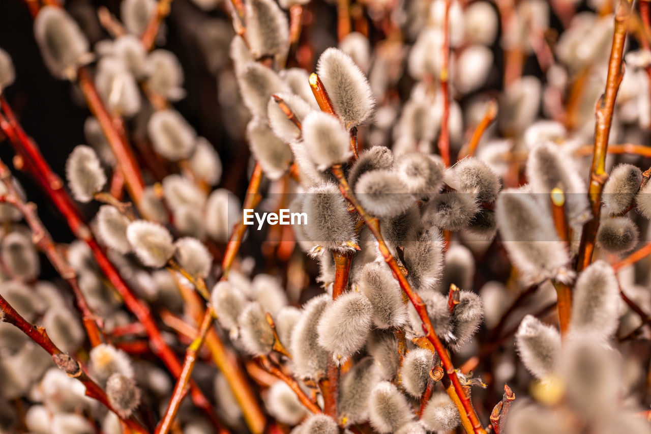 Willow shoots with on the branches, fluffy willow flowers. palm sunday. selective focus. easter,