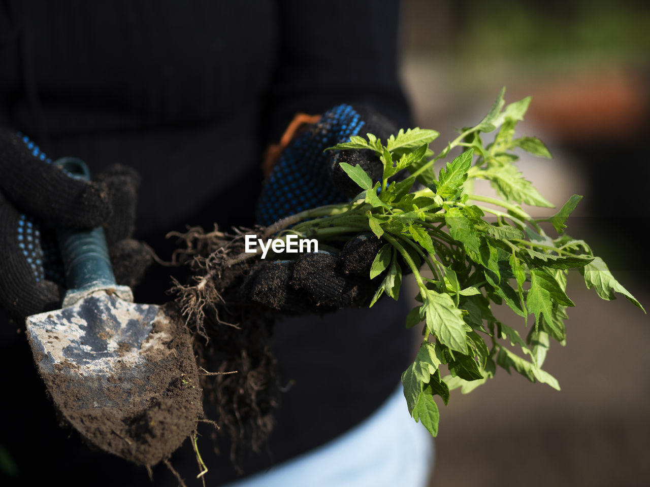 Woman s hand holds seedlings of tomato