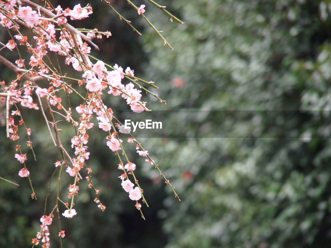 Close-up of pink plum blossom tree