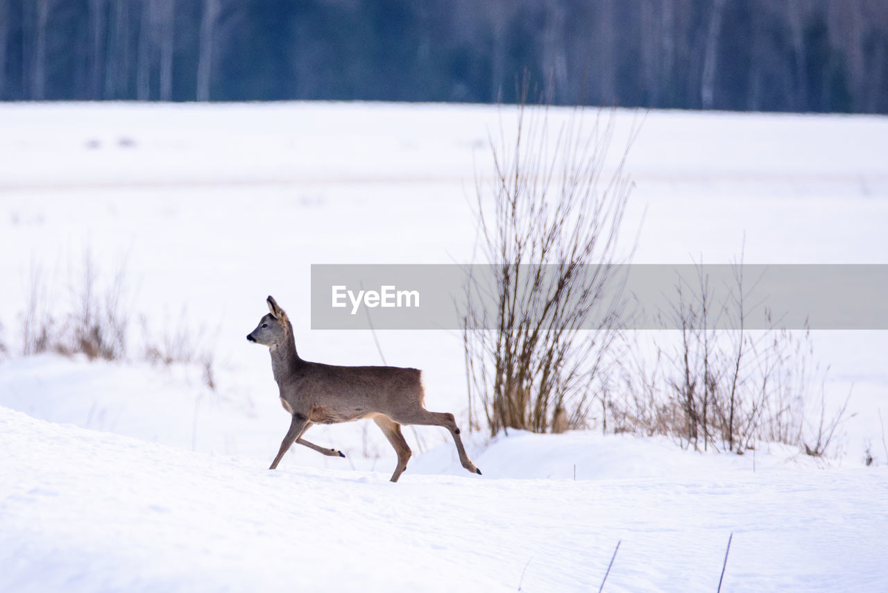 HORSE STANDING ON SNOW COVERED FIELD