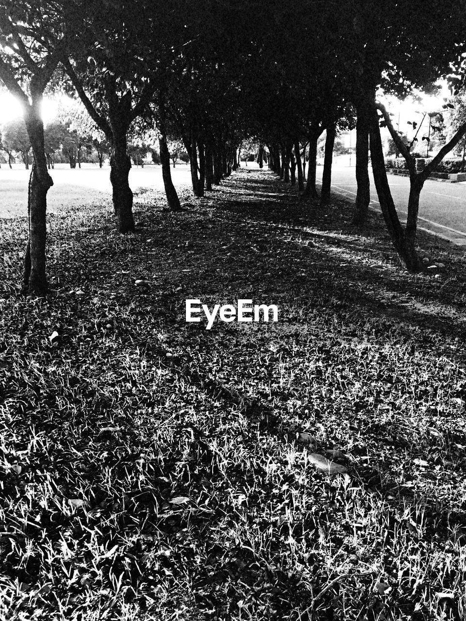 Trees on field in forest