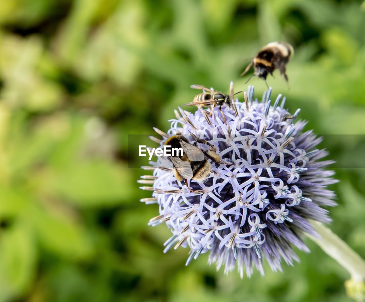 CLOSE-UP OF BEE ON FLOWER