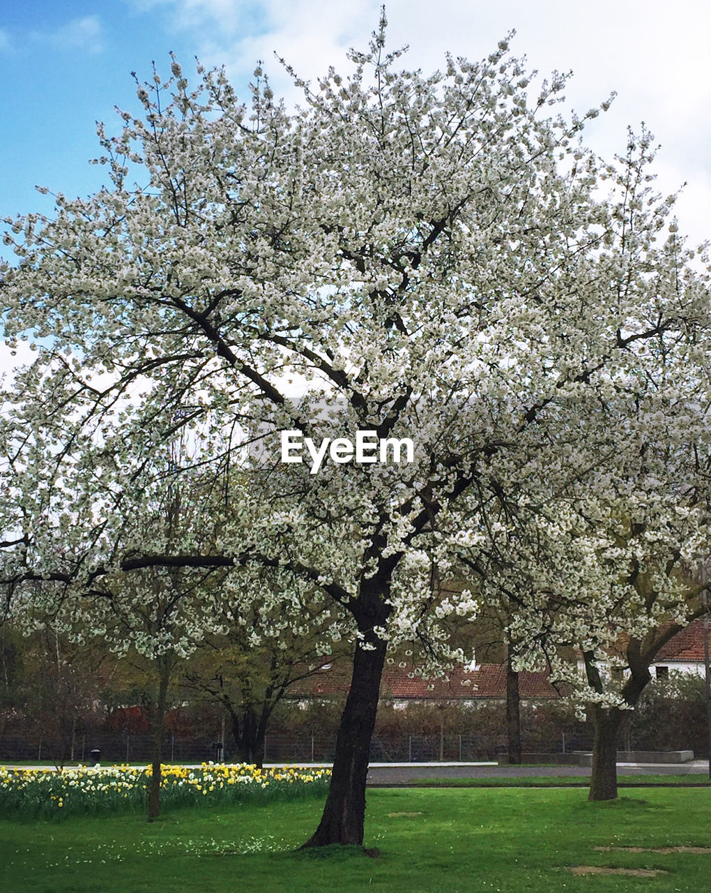 Cherry blossom tree in park