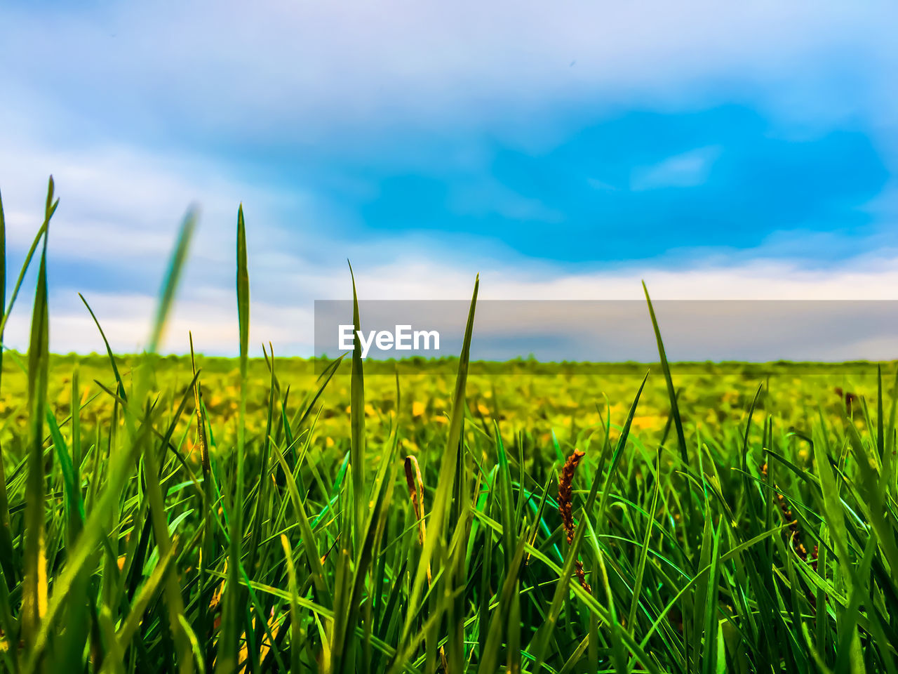 SURFACE LEVEL OF CROPS ON FIELD