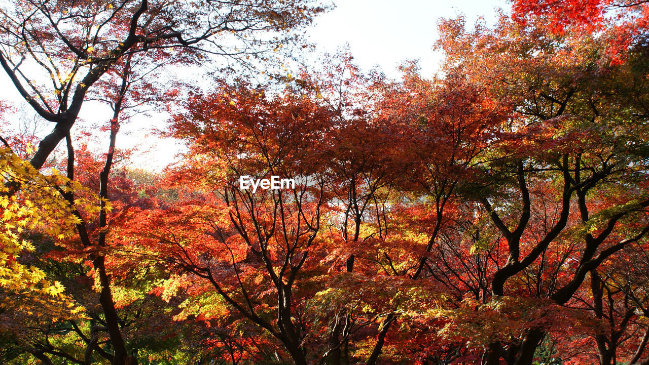 Low angle view of autumn trees