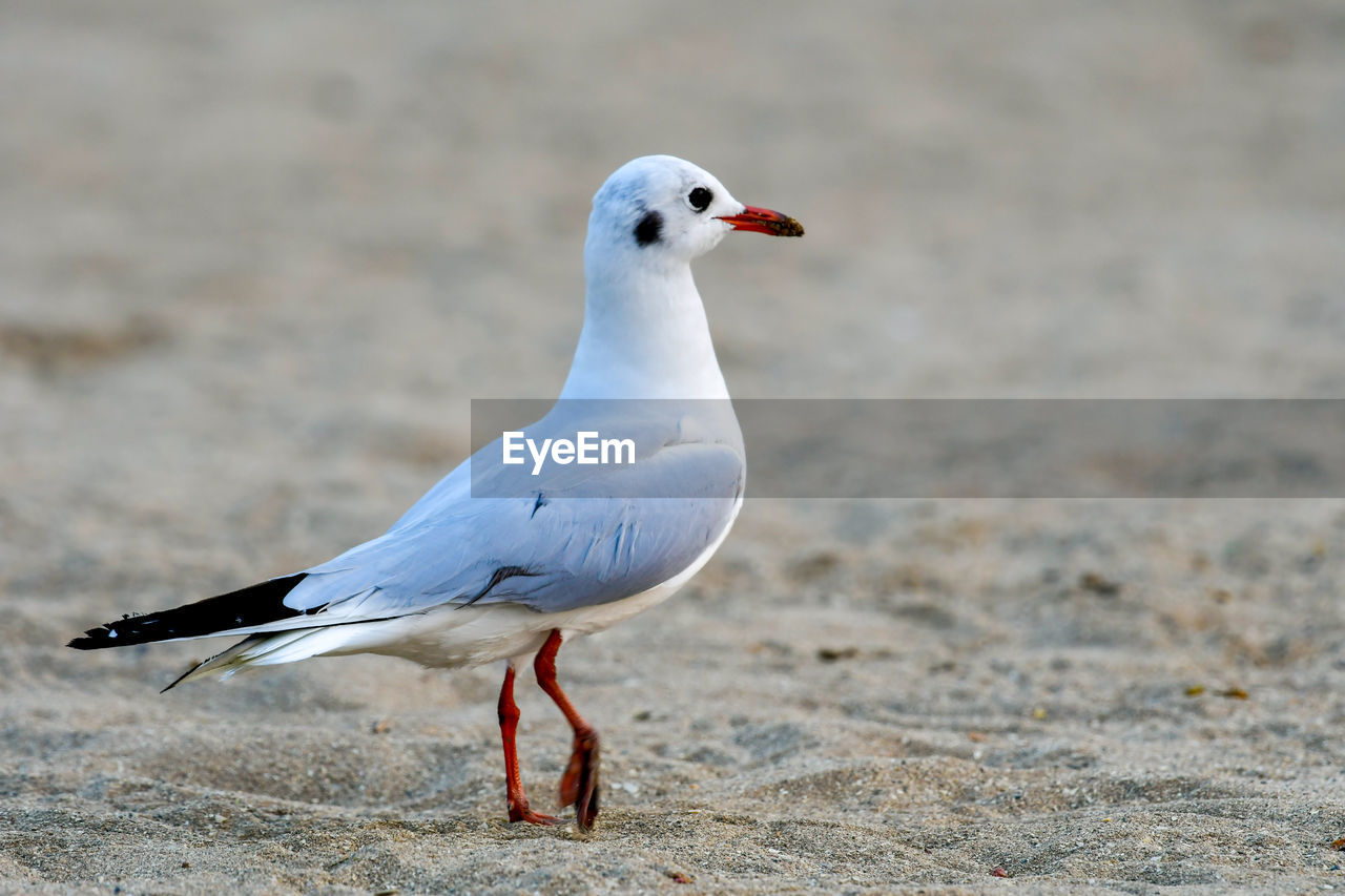 animal themes, bird, animal, animal wildlife, wildlife, gull, one animal, beak, seabird, european herring gull, nature, full length, seagull, no people, land, sand, day, side view, focus on foreground, beach, outdoors, dove - bird