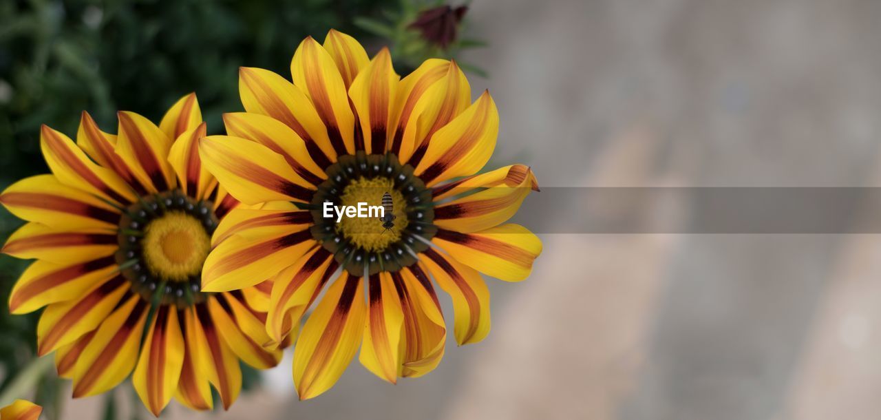 CLOSE-UP OF YELLOW DANDELION