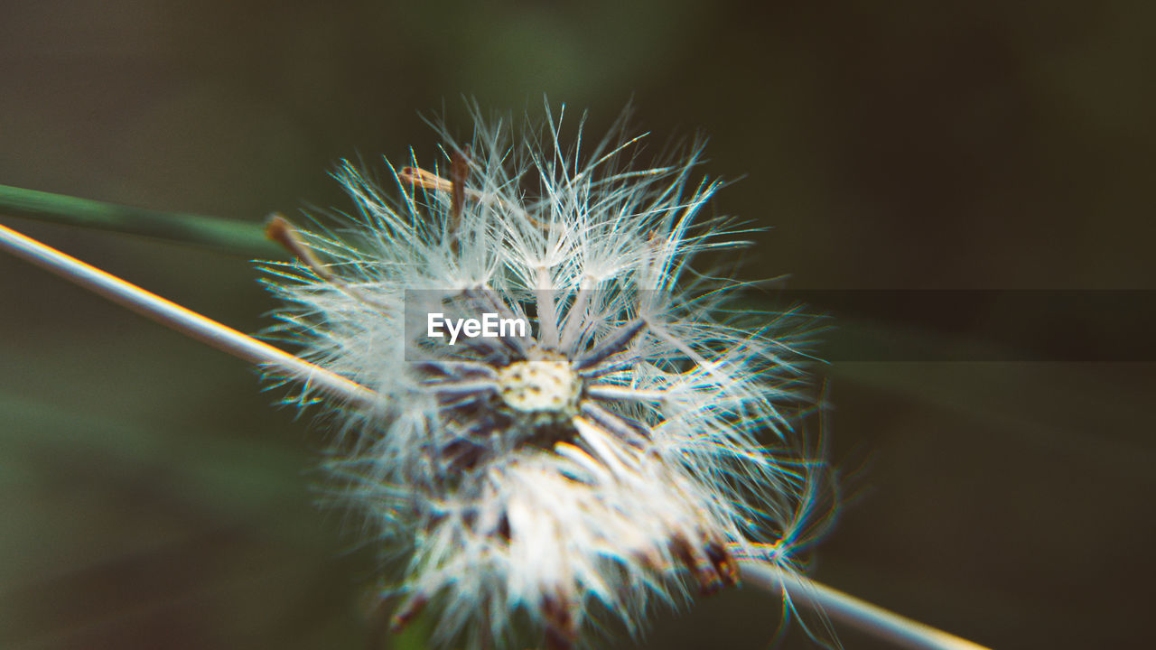 CLOSE-UP OF DANDELION PLANT