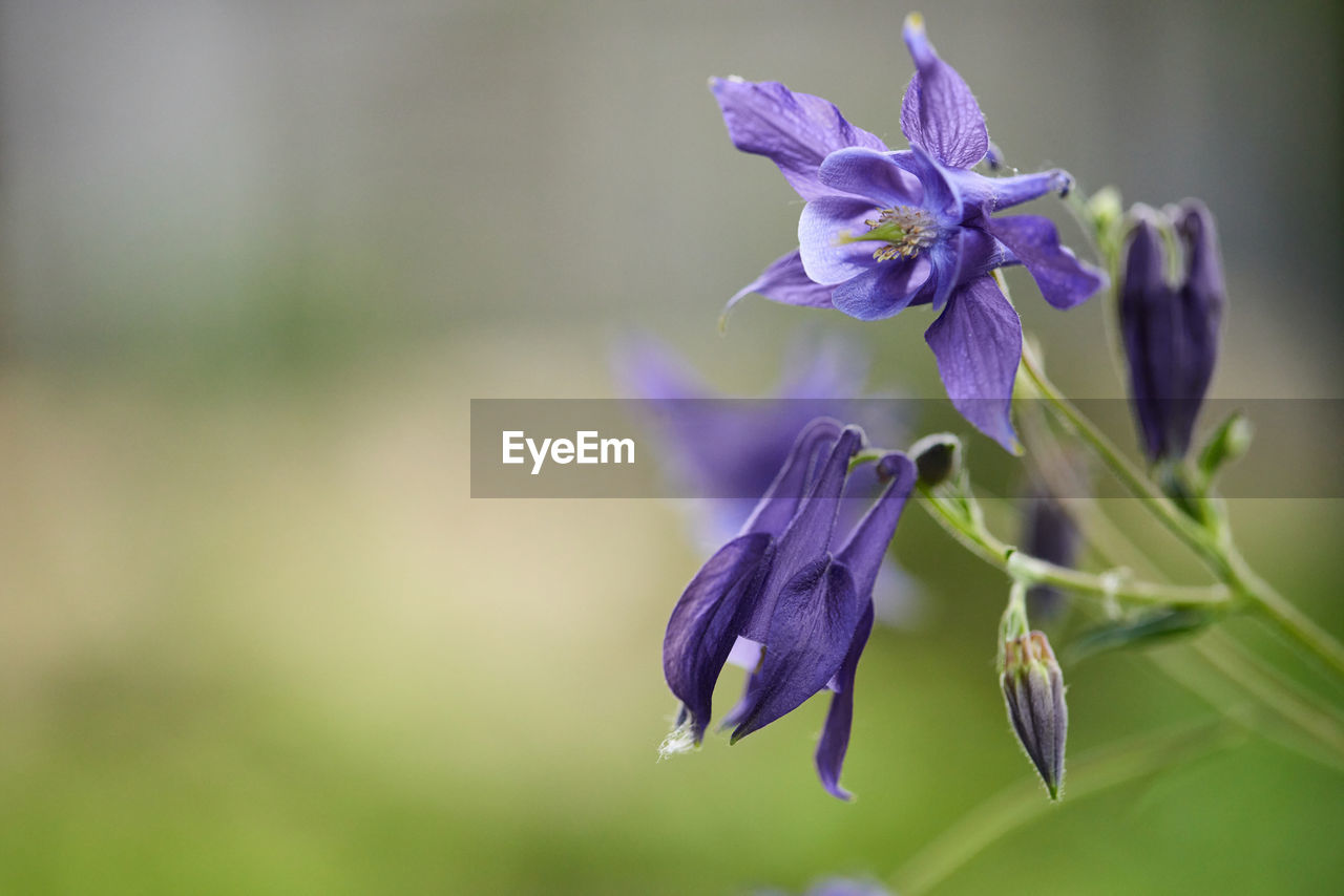 close-up of purple flowers