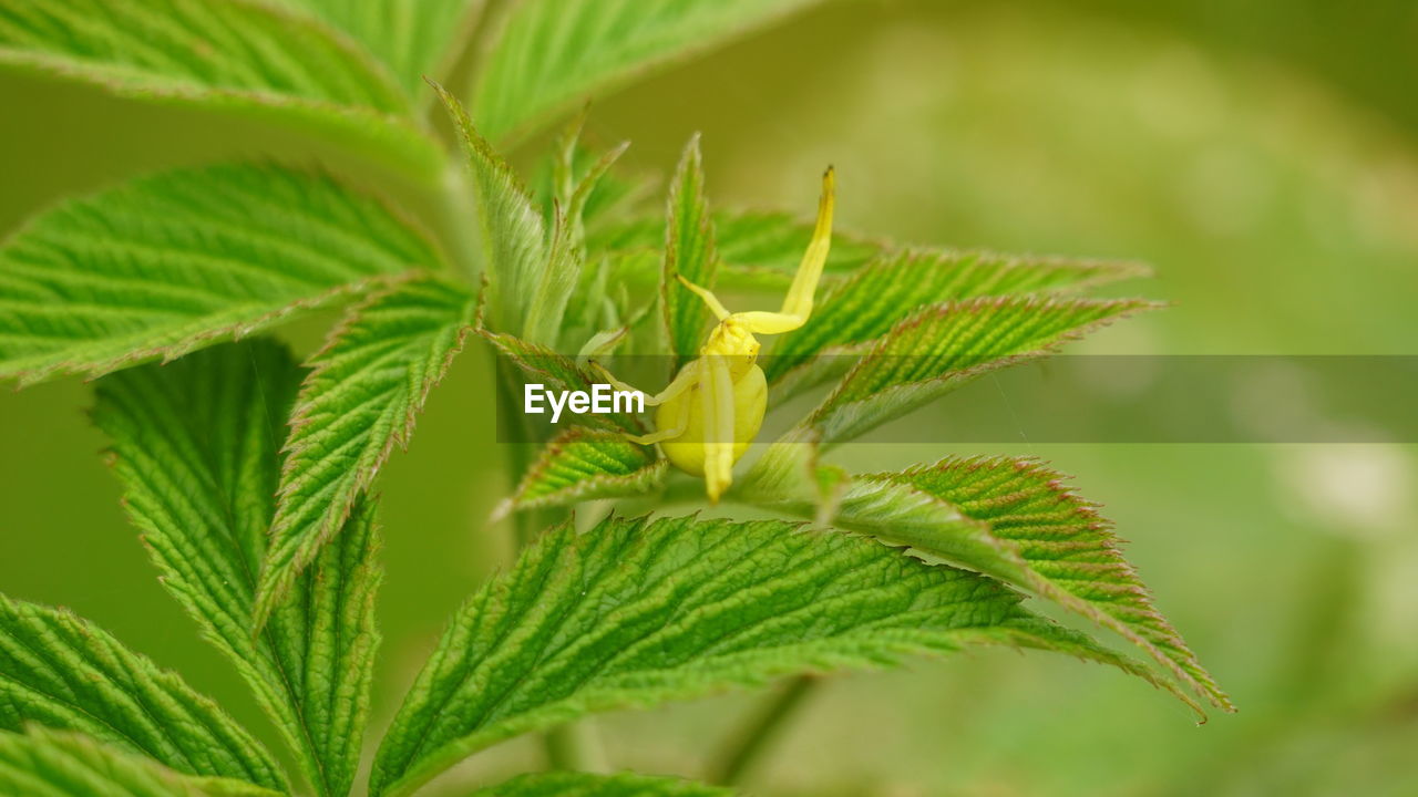 leaf, plant part, plant, green, nature, close-up, flower, tree, no people, herb, food, food and drink, outdoors, growth, shrub, beauty in nature, animal wildlife, bud, animal themes, animal, macro photography, day, focus on foreground, plant stem