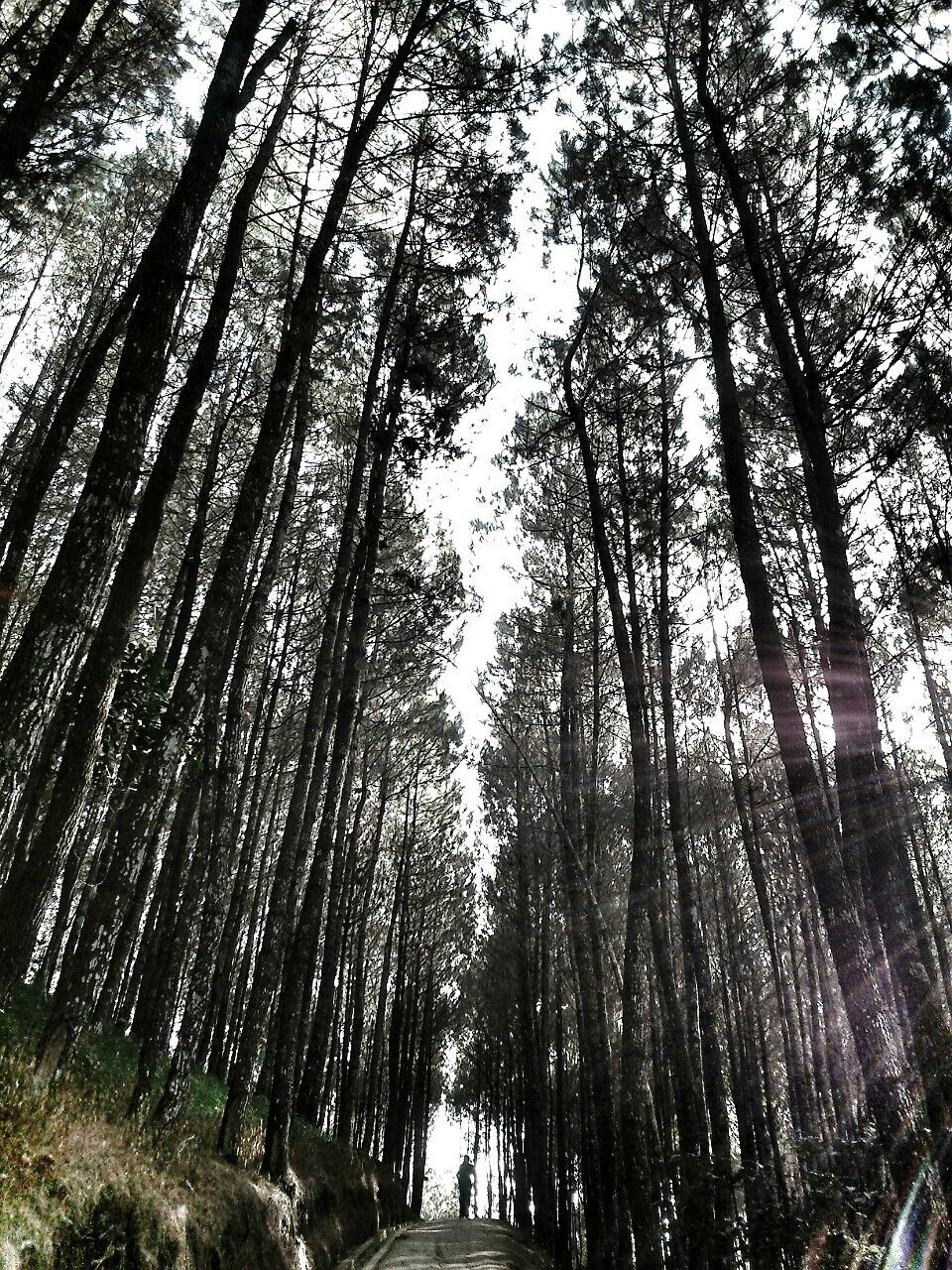 Low angle view of road amidst trees against clear sky