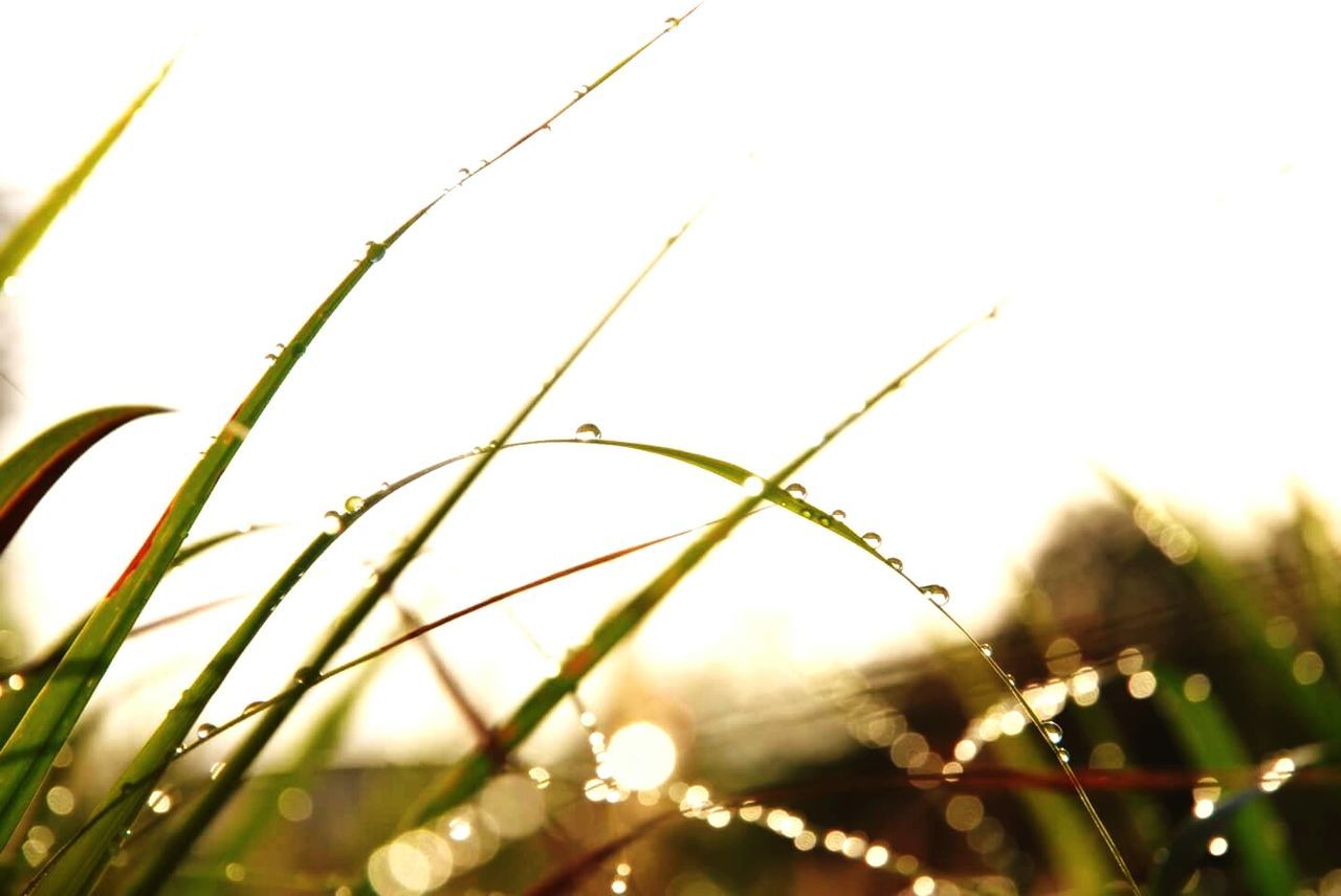 Drops of water on blades of grass