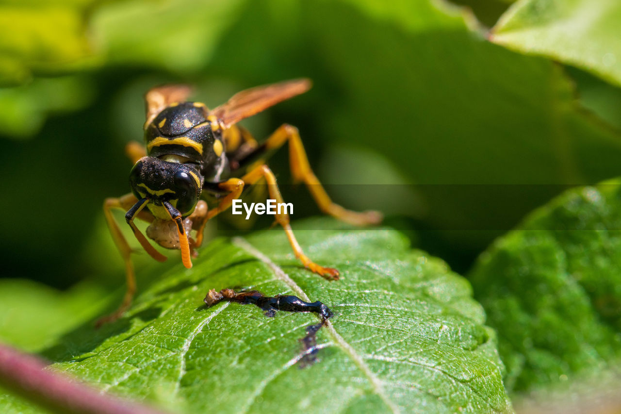 Close-up of insect on leaf