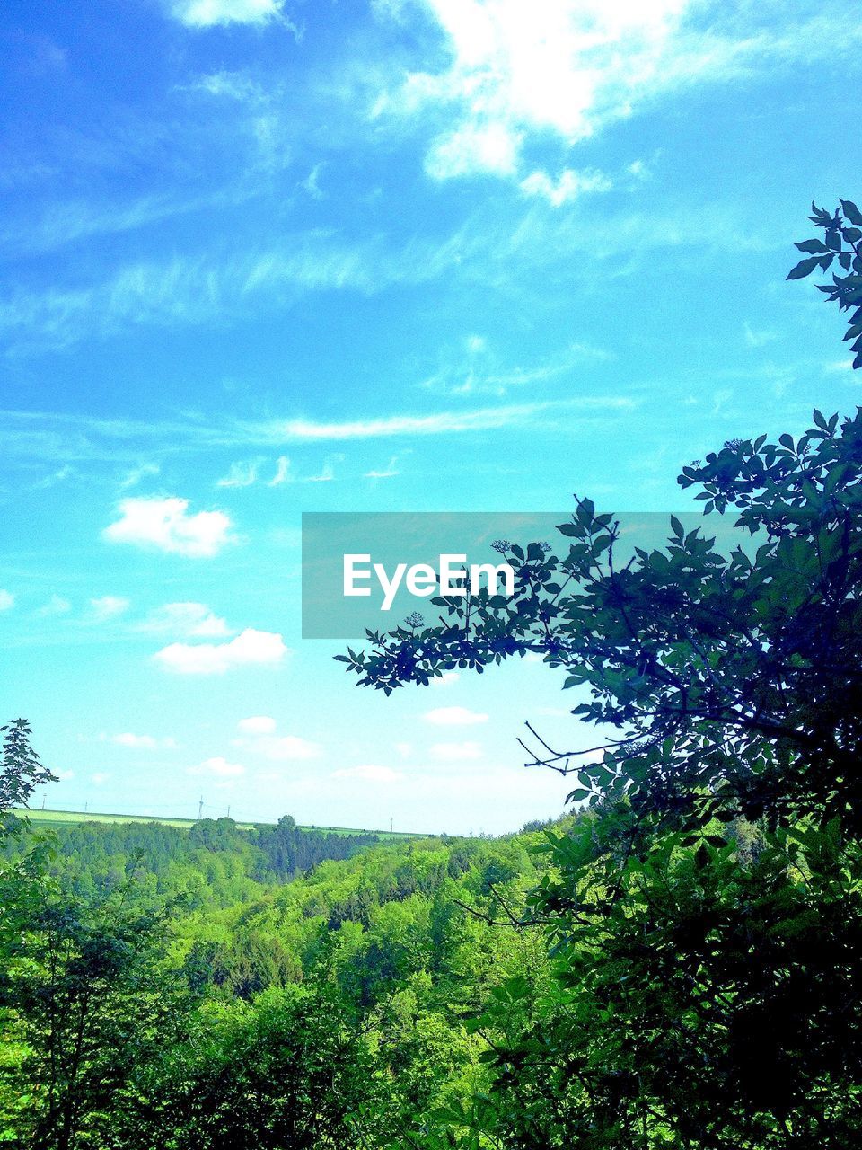 Cloudy sky above forest