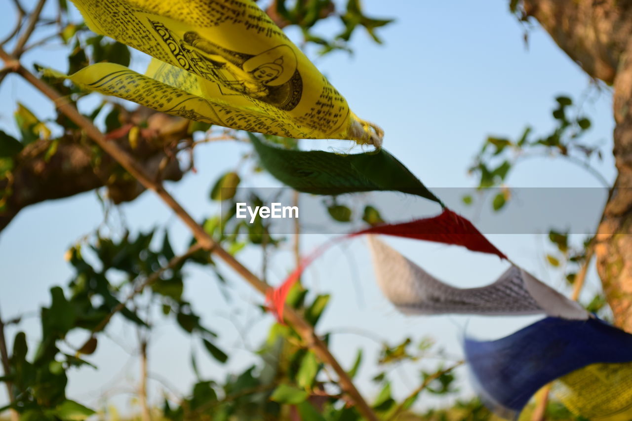 LOW ANGLE VIEW OF YELLOW HANGING FROM TREE