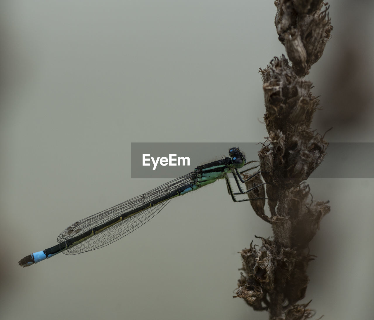 CLOSE-UP OF INSECT ON TWIG