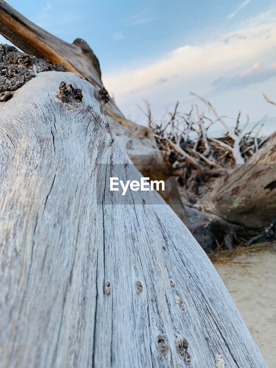 SURFACE LEVEL OF DRIFTWOOD ON TREE TRUNK IN WINTER