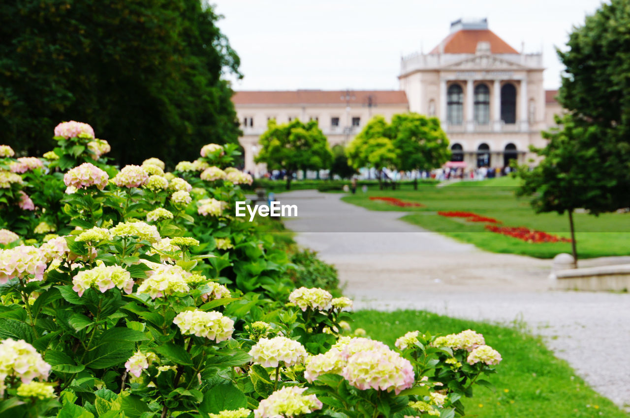 View of flowering plants in lawn