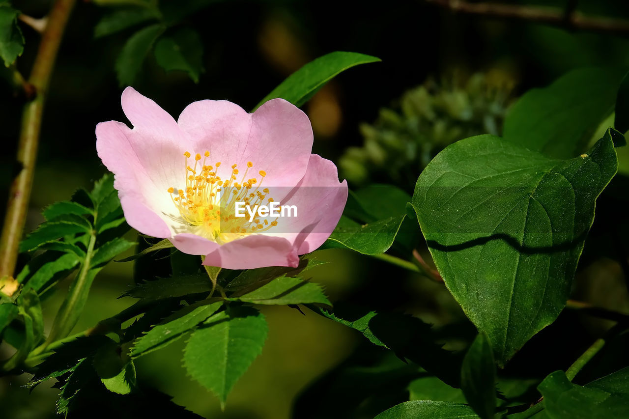 Close-up of pink flowering plant