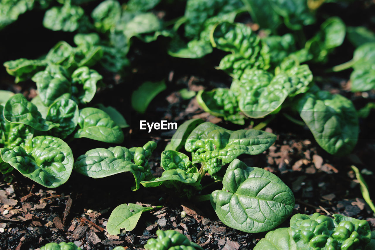 HIGH ANGLE VIEW OF VEGETABLES ON PLANT IN FIELD