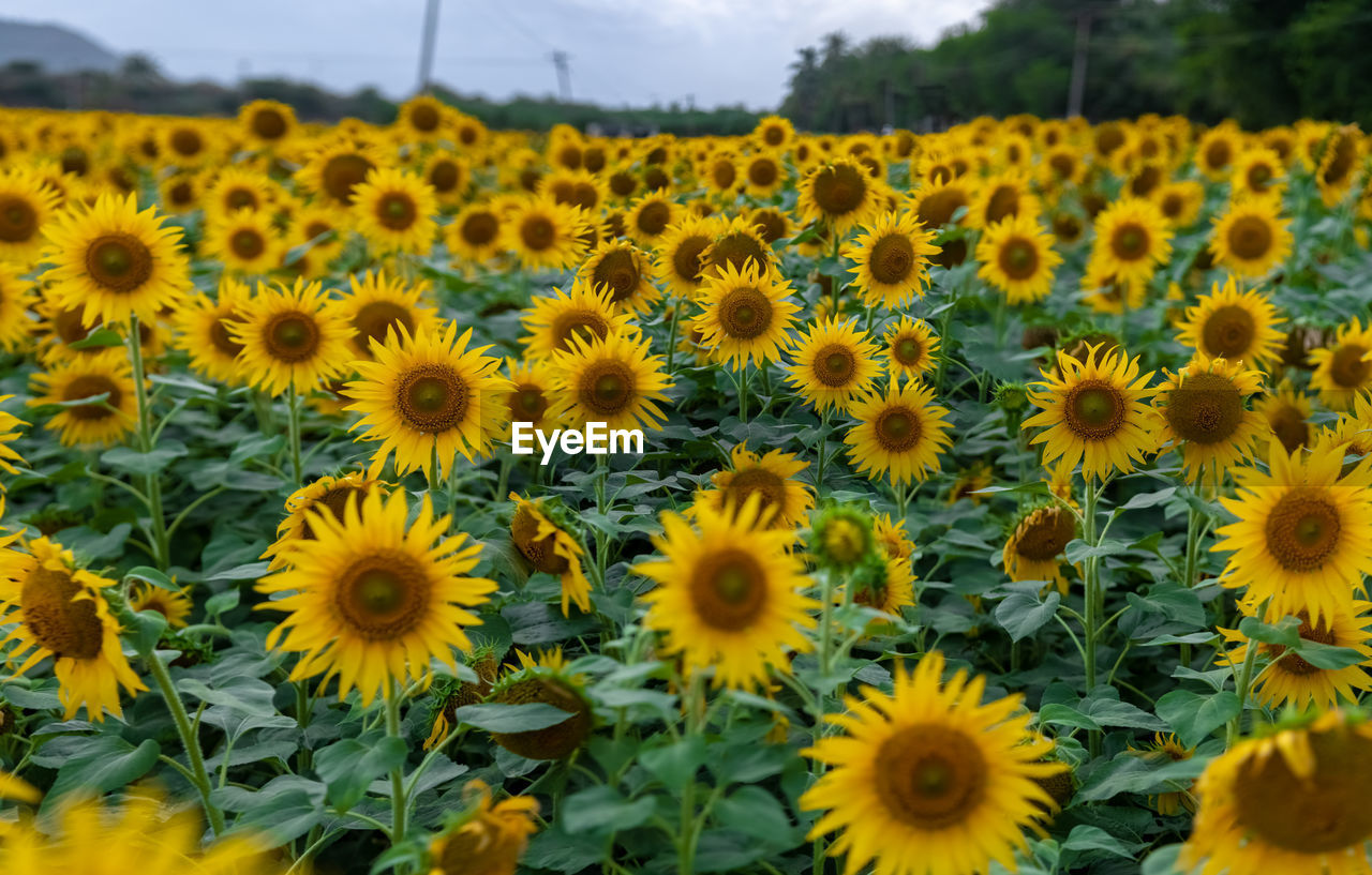 flower, plant, flowering plant, sunflower, yellow, beauty in nature, freshness, landscape, flower head, growth, nature, rural scene, sky, field, land, agriculture, environment, inflorescence, cloud, fragility, petal, abundance, no people, farm, scenics - nature, crop, botany, close-up, day, outdoors, summer, sunflower seed, pollen, tranquility, blossom, focus on foreground, asterales, springtime, non-urban scene, vibrant color, sunlight, plain, flowerbed, idyllic, meadow, multi colored, travel, plant part, travel destinations, horizon over land, tranquil scene, backgrounds, large group of objects