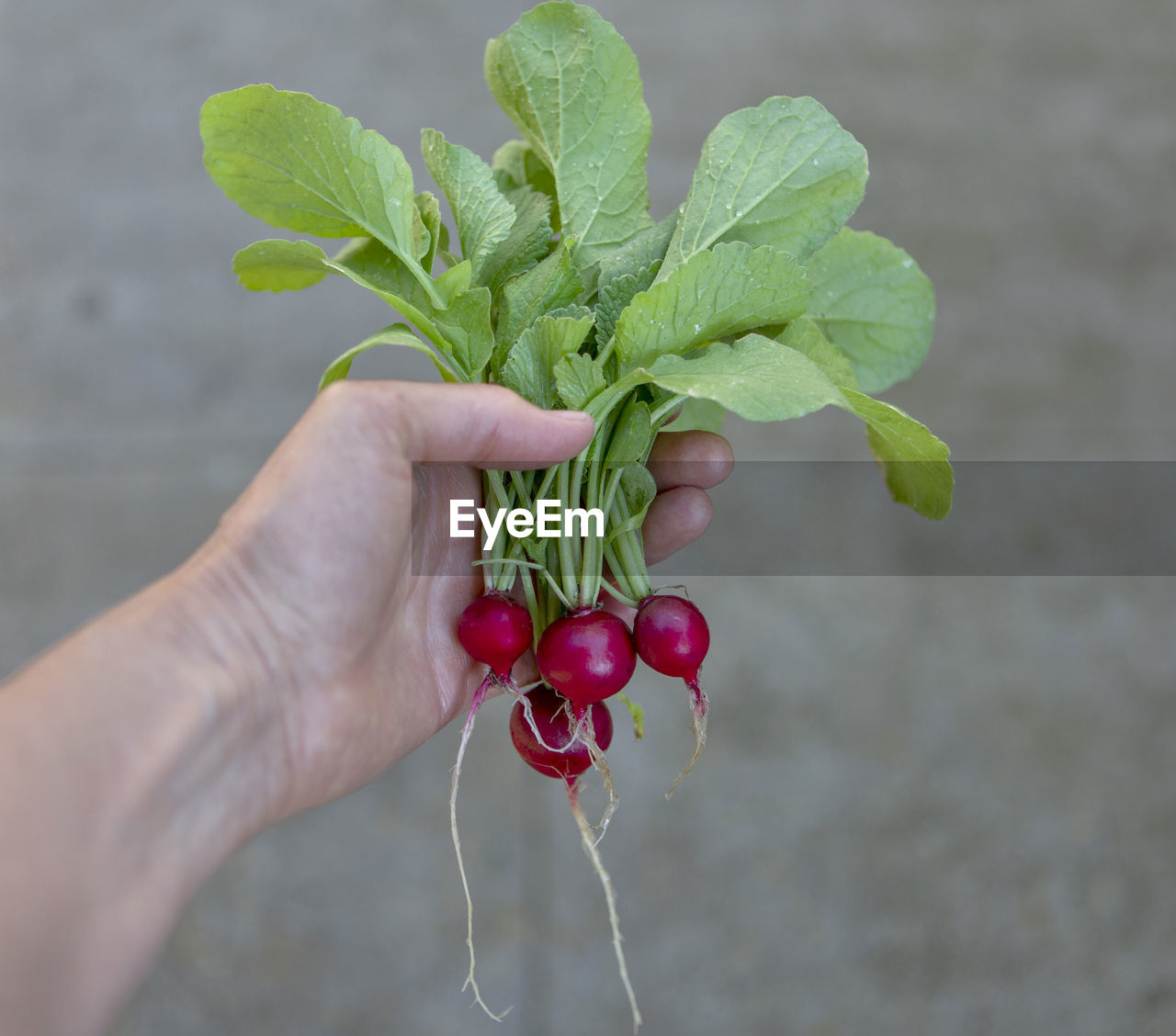 CROPPED IMAGE OF HAND HOLDING RED BERRIES