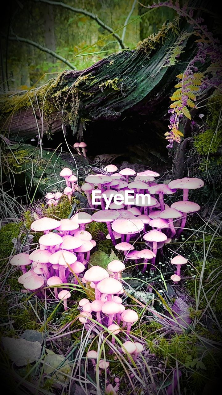 CLOSE-UP OF PINK FLOWERS BLOOMING IN PARK