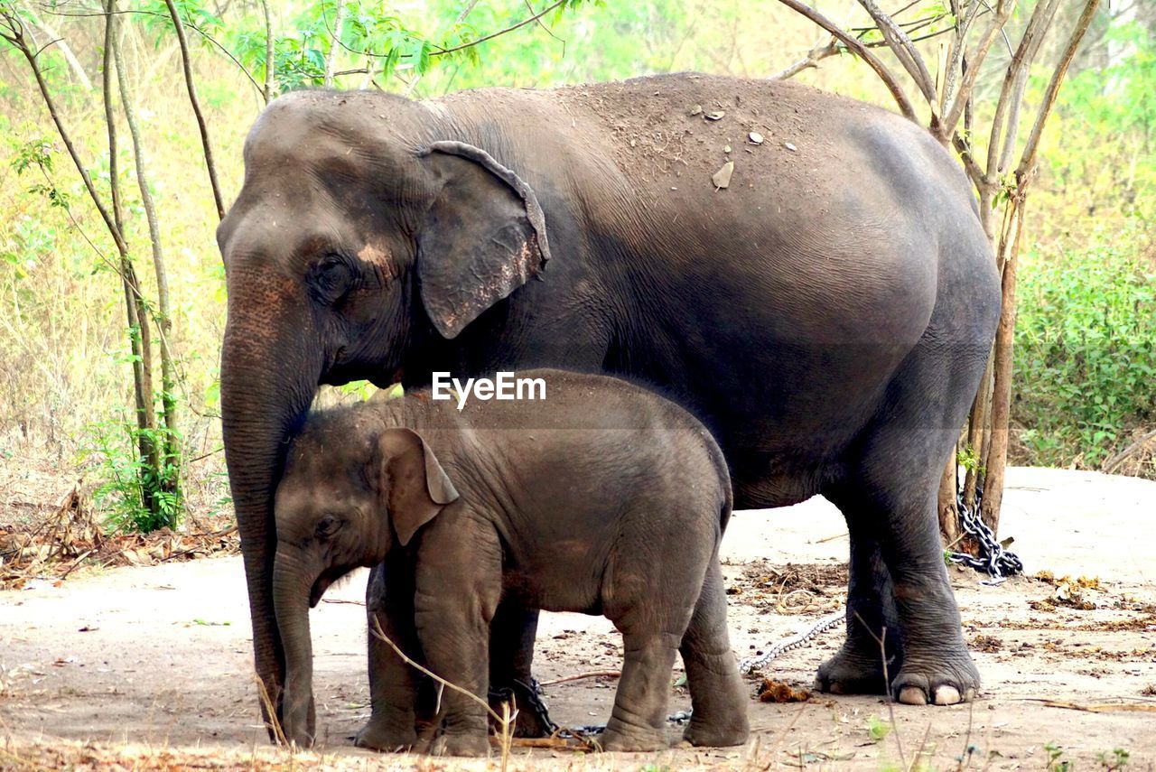 ELEPHANT ON TREE