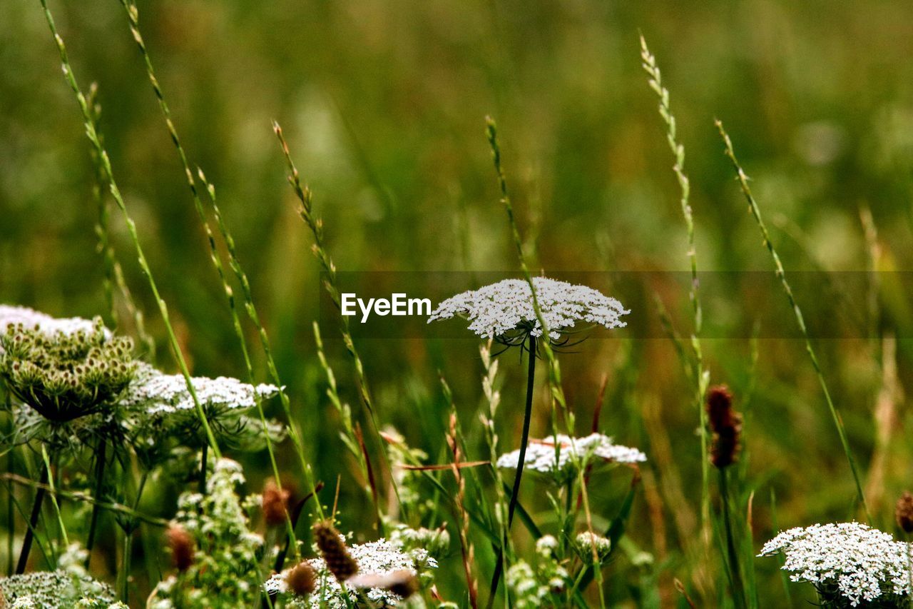 Close-up of white flowering plant on field