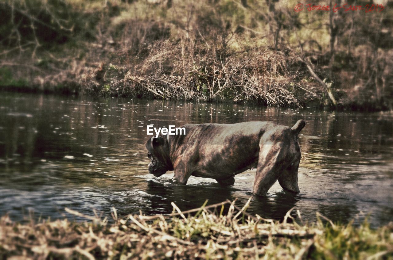 Side view of dog drinking water in stream