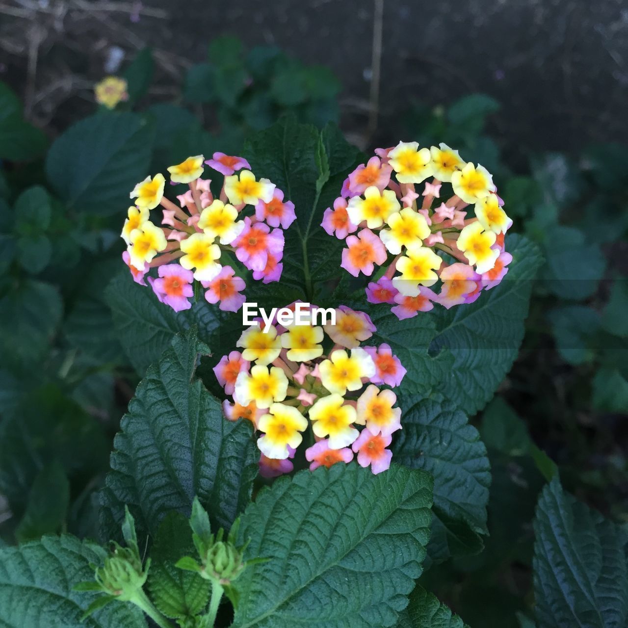 High angle view of multi colored lantana camara flowers