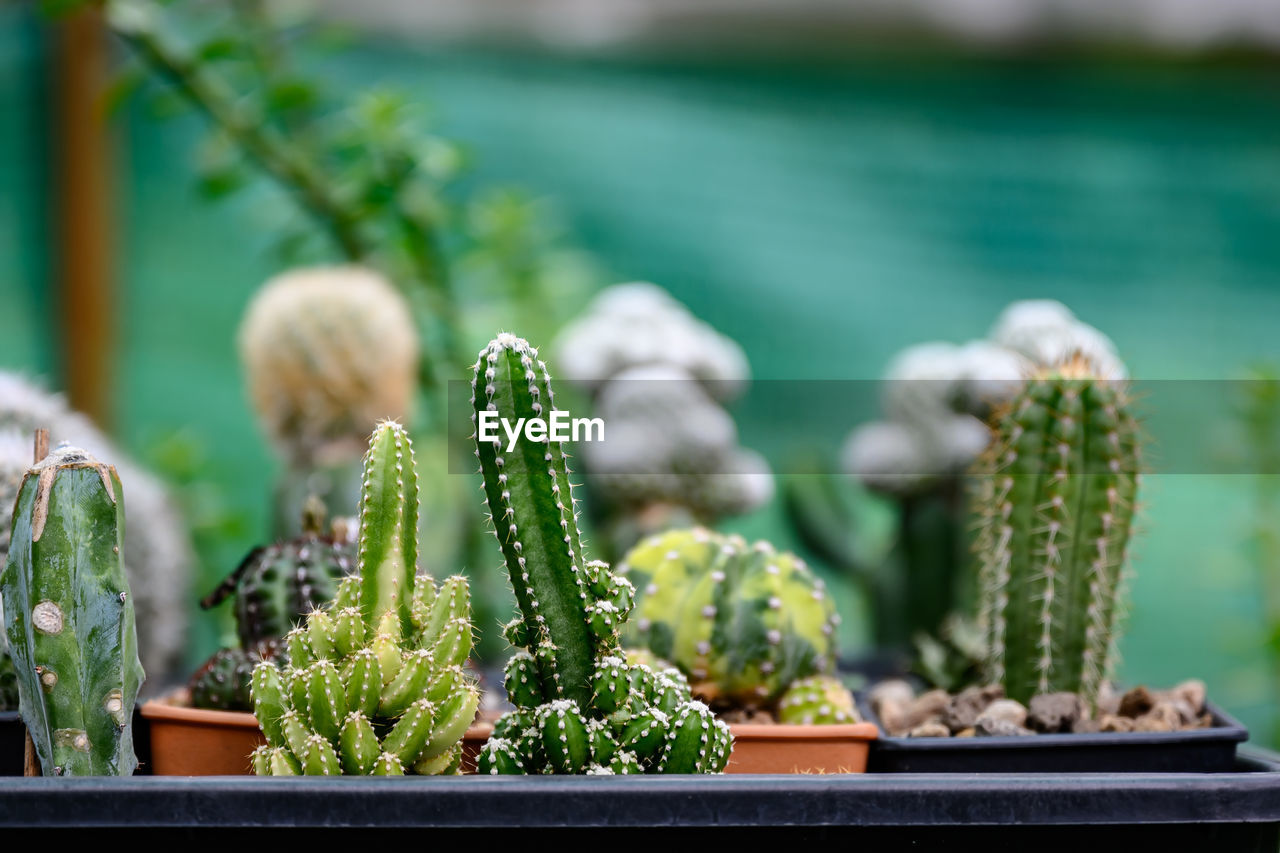 CLOSE-UP OF SUCCULENT PLANTS