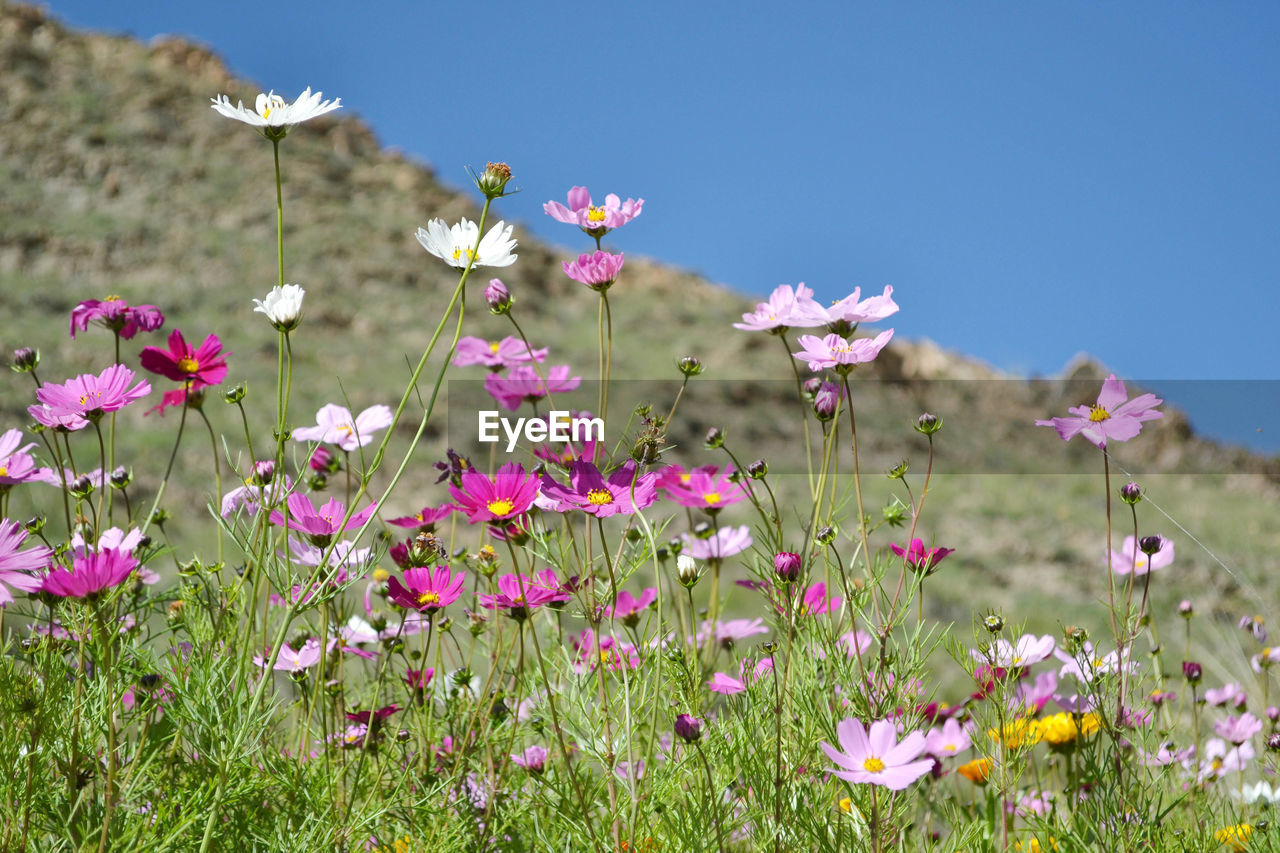 CLOSE-UP OF PINK COSMOS FLOWERS IN FIELD